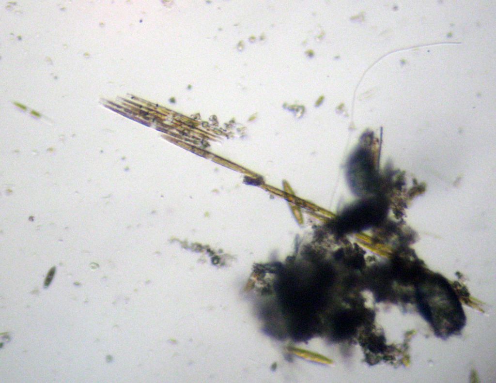 Bacillaria paxillifera